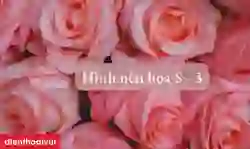 Tổng hợp hình nền hoa hồng hoa hướng dương đẹp nhất ngày 8/3