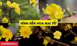 10.0000+ hình nền hoa mai Tết 2026 cho điện thoại, máy tính