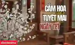 Cách cắm hoa tuyết mai ngày Tết