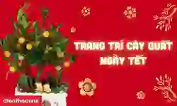 Trang trí cây quất ngày Tết