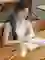 wp-content/uploads/images/products/269706/quat-mini-pisen-kitty-breeze-colorful-tp-f15-17795020963434.png